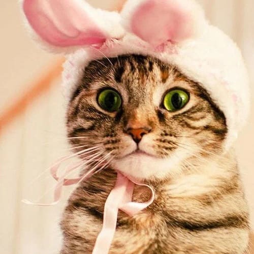 Товары для кошек